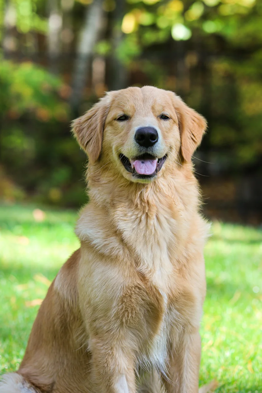 A healthy adult dog outdoors